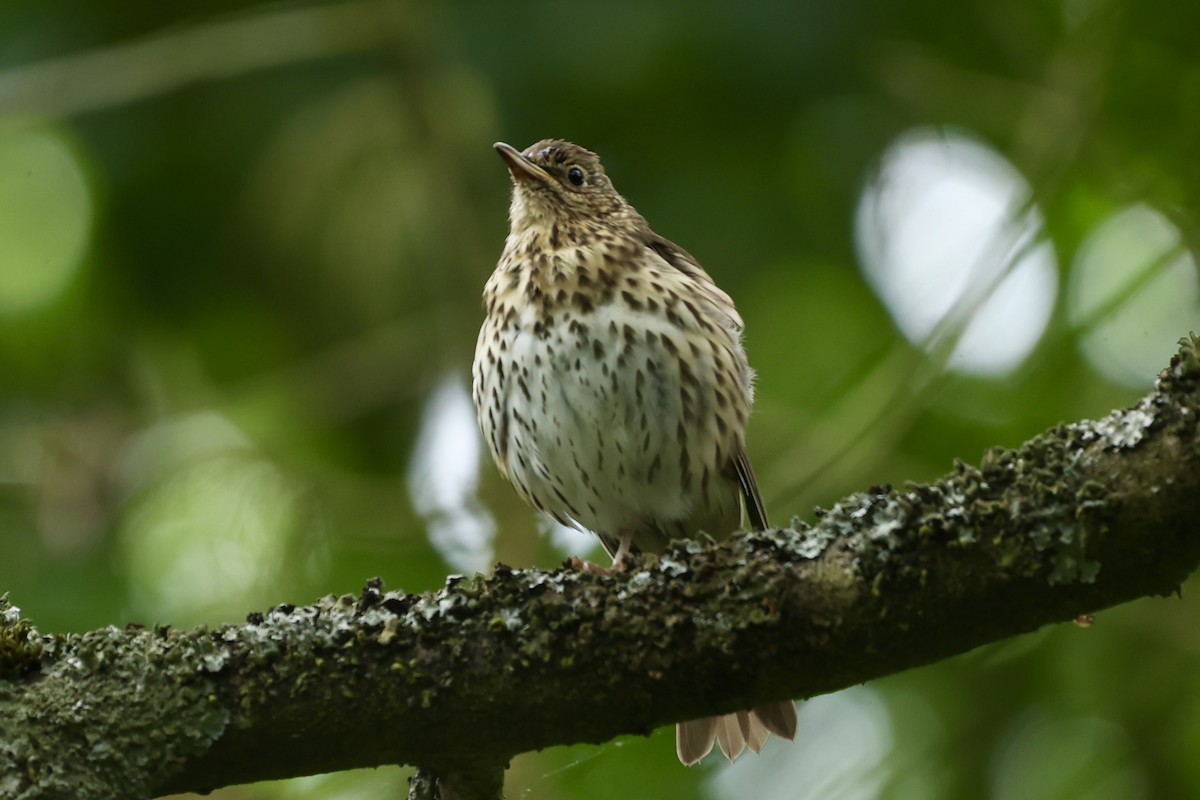 Дууч хөөндэй - ML620114392