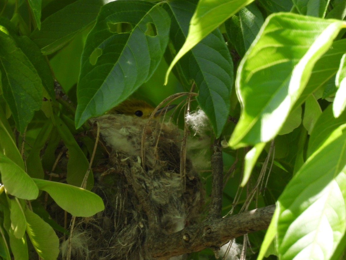 Yellow Warbler - ML620114399