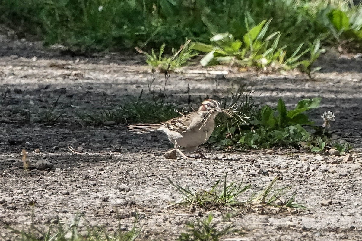 Lark Sparrow - ML620114404