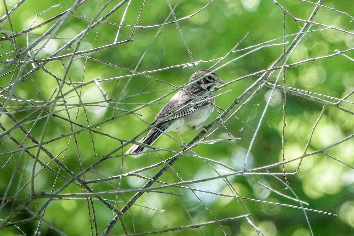 Lark Sparrow - ML620114405