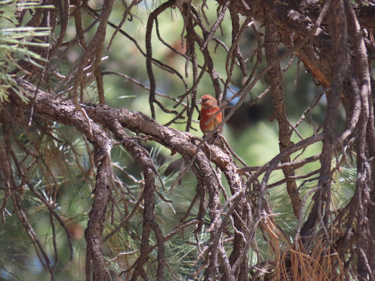 Red Crossbill - ML620114406