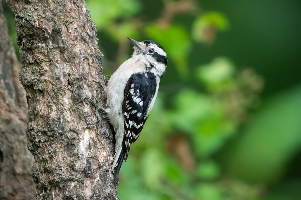 Downy Woodpecker - ML620114407