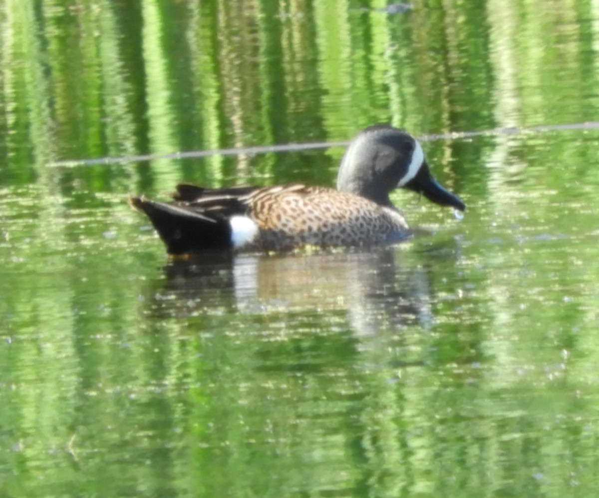 Blue-winged Teal - ML620114413