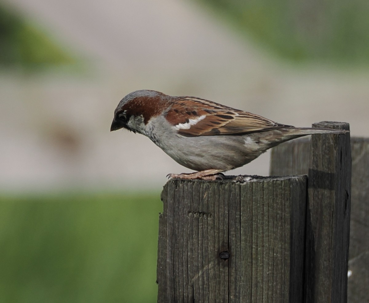House Sparrow - ML620114426