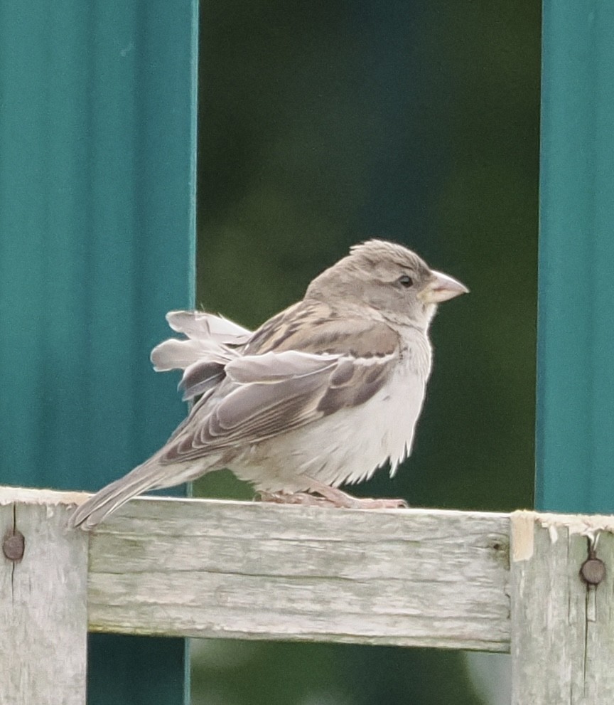 House Sparrow - ML620114428