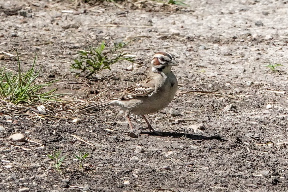 Lark Sparrow - ML620114438