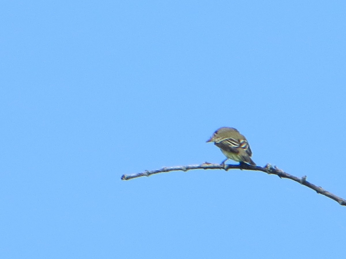 Willow Flycatcher - ML620114445