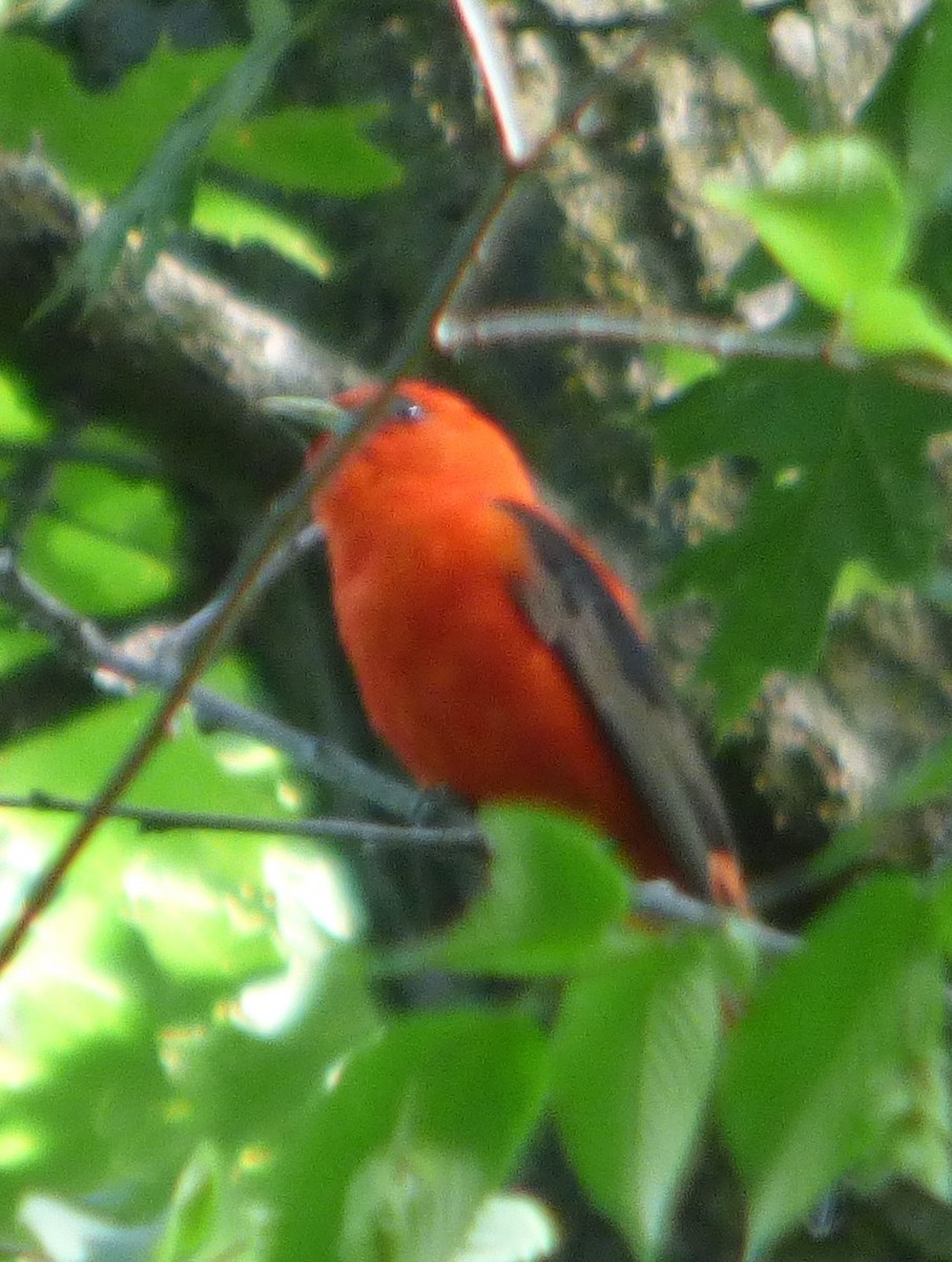 Scarlet Tanager - ML620114450