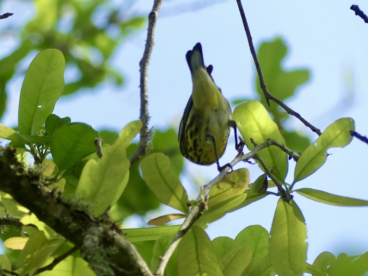 Cape May Warbler - ML620114451