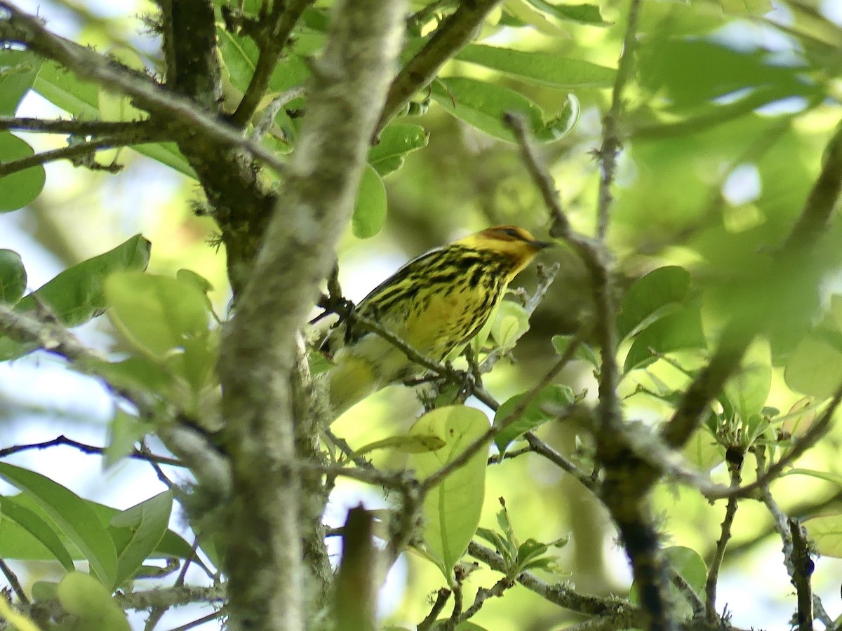 Cape May Warbler - ML620114452