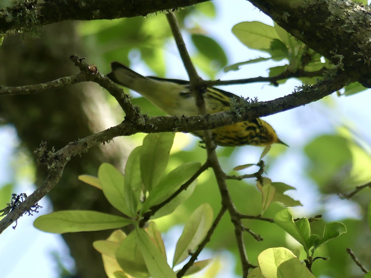 Cape May Warbler - ML620114453