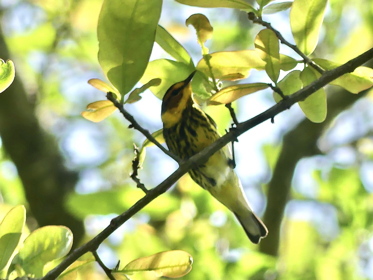 Cape May Warbler - ML620114454