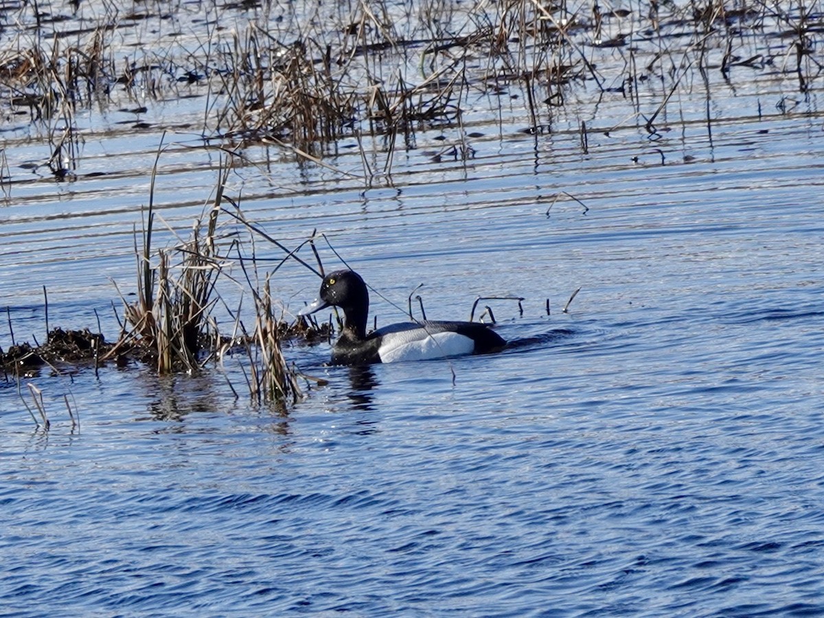 Greater Scaup - ML620114473