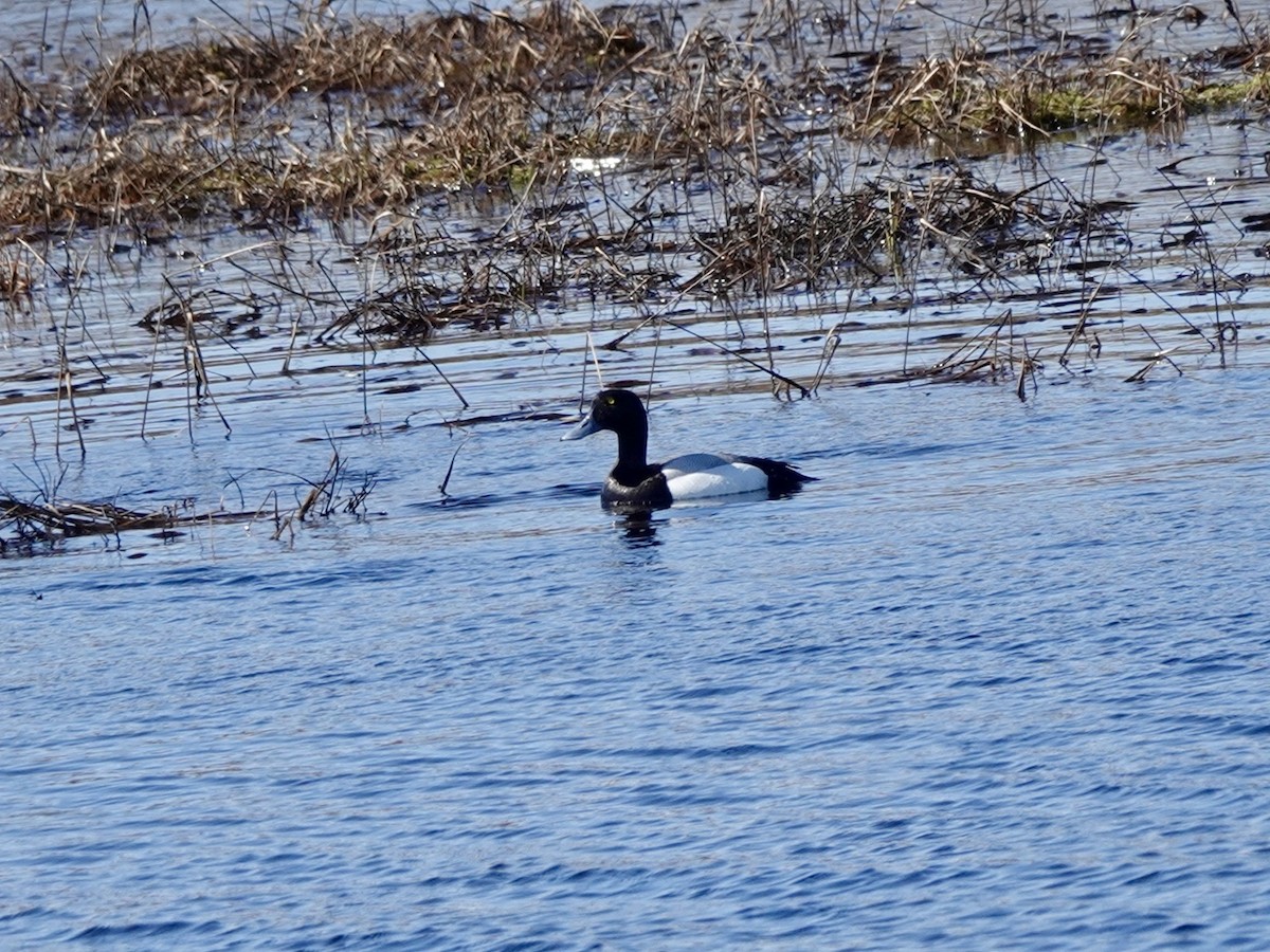 Greater Scaup - ML620114474