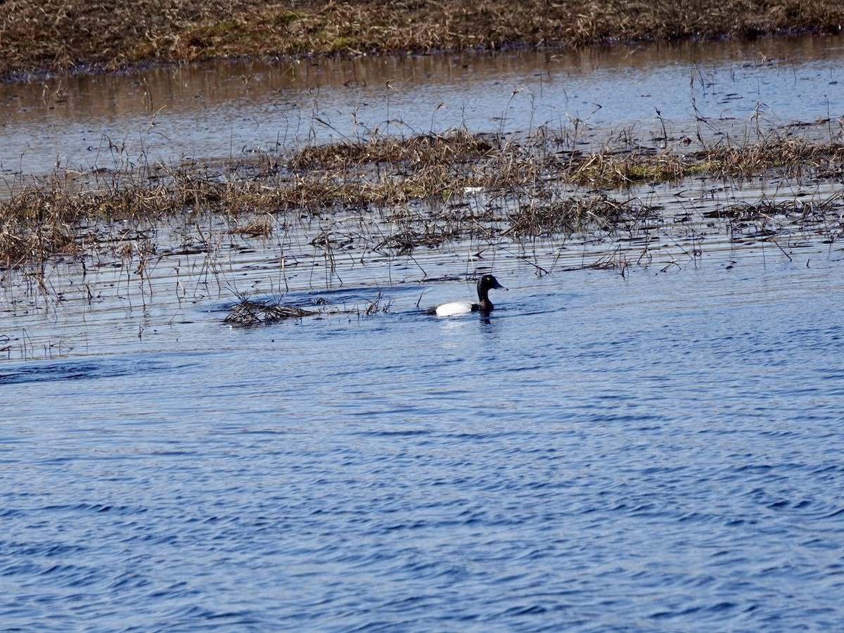 Greater Scaup - ML620114475