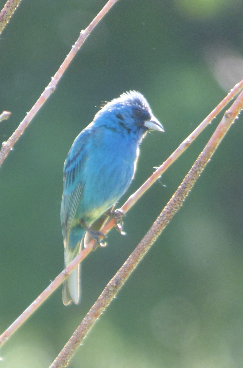 Indigo Bunting - ML620114476