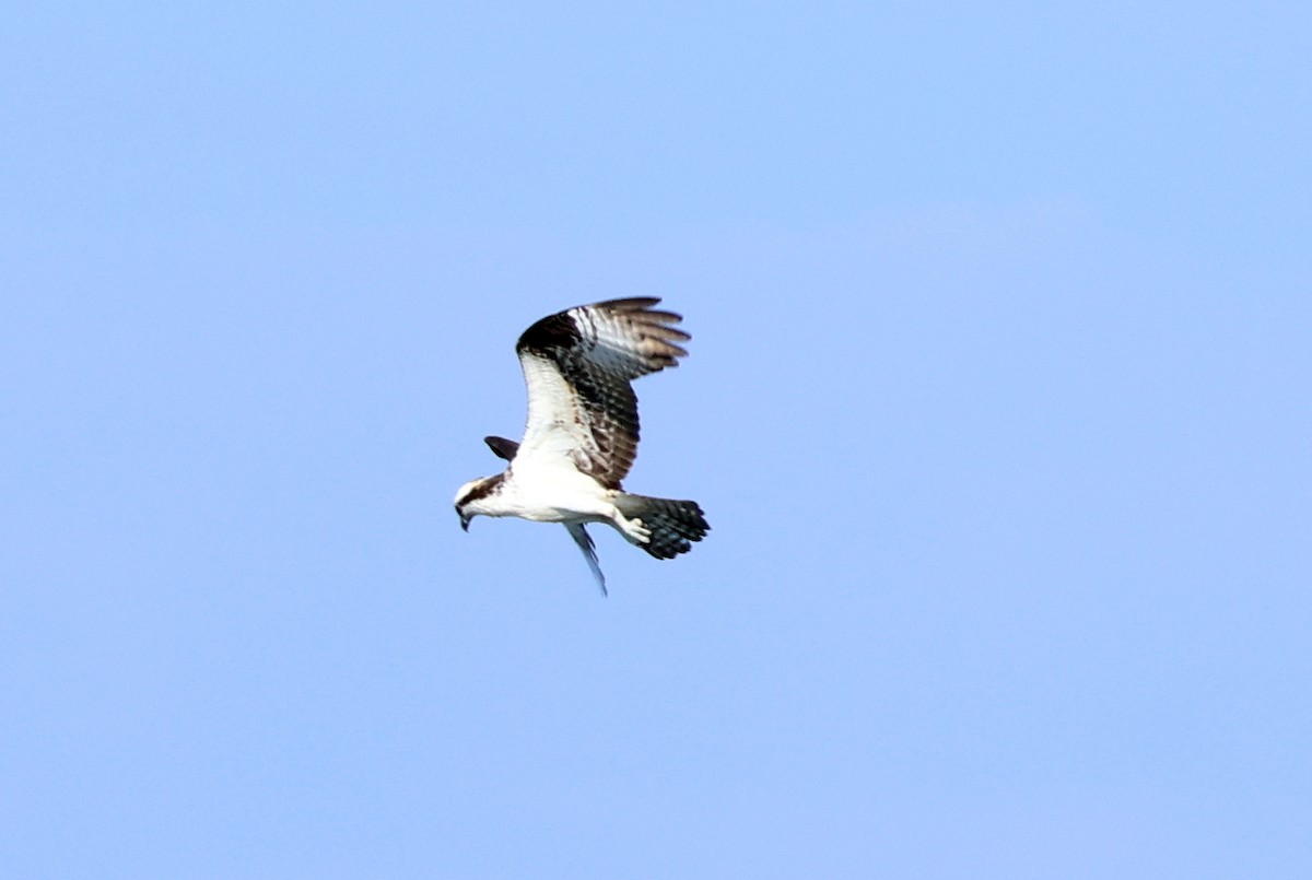 Águila Pescadora - ML620114479