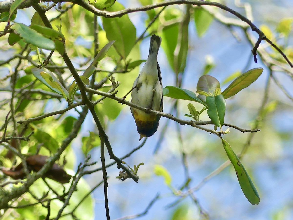 Parula Norteña - ML620114481