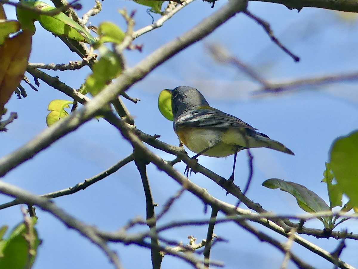 Northern Parula - ML620114483