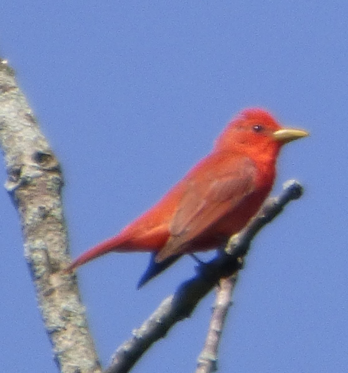 Summer Tanager - ML620114488