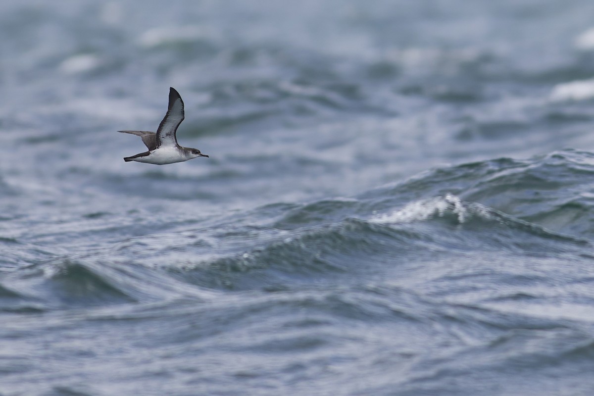 Manx Shearwater - ML620114490