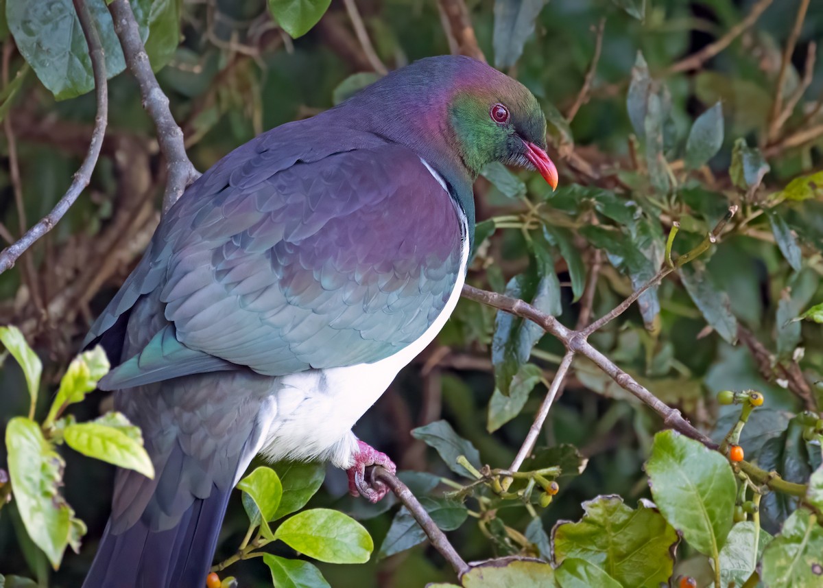 New Zealand Pigeon - ML620114491