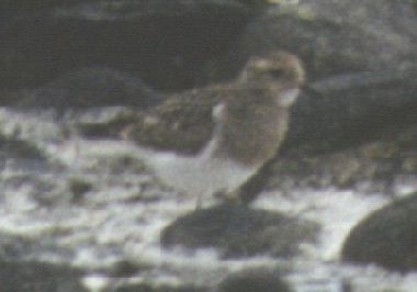 Rufous-chested Dotterel - ML620114492