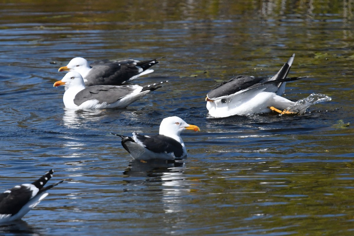 Gaviota Sombría - ML620114494