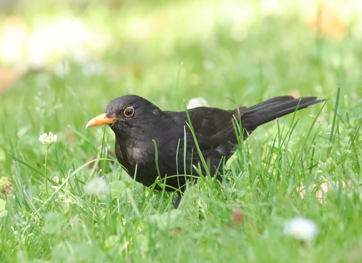 Eurasian Blackbird - ML620114500