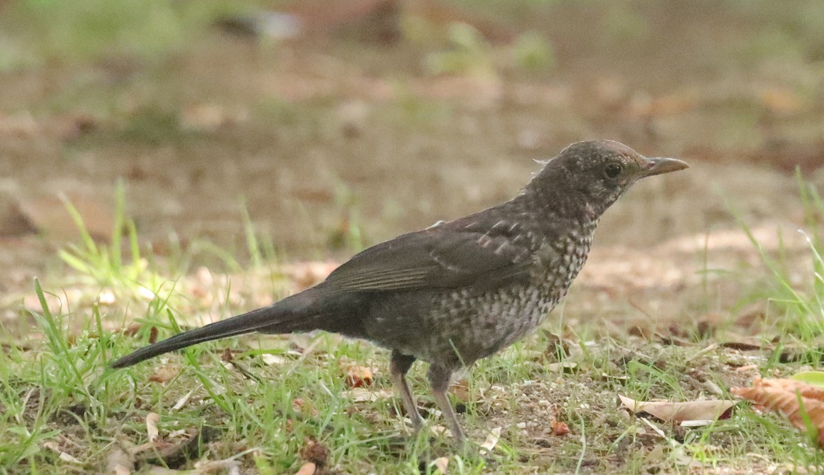 Eurasian Blackbird - ML620114514