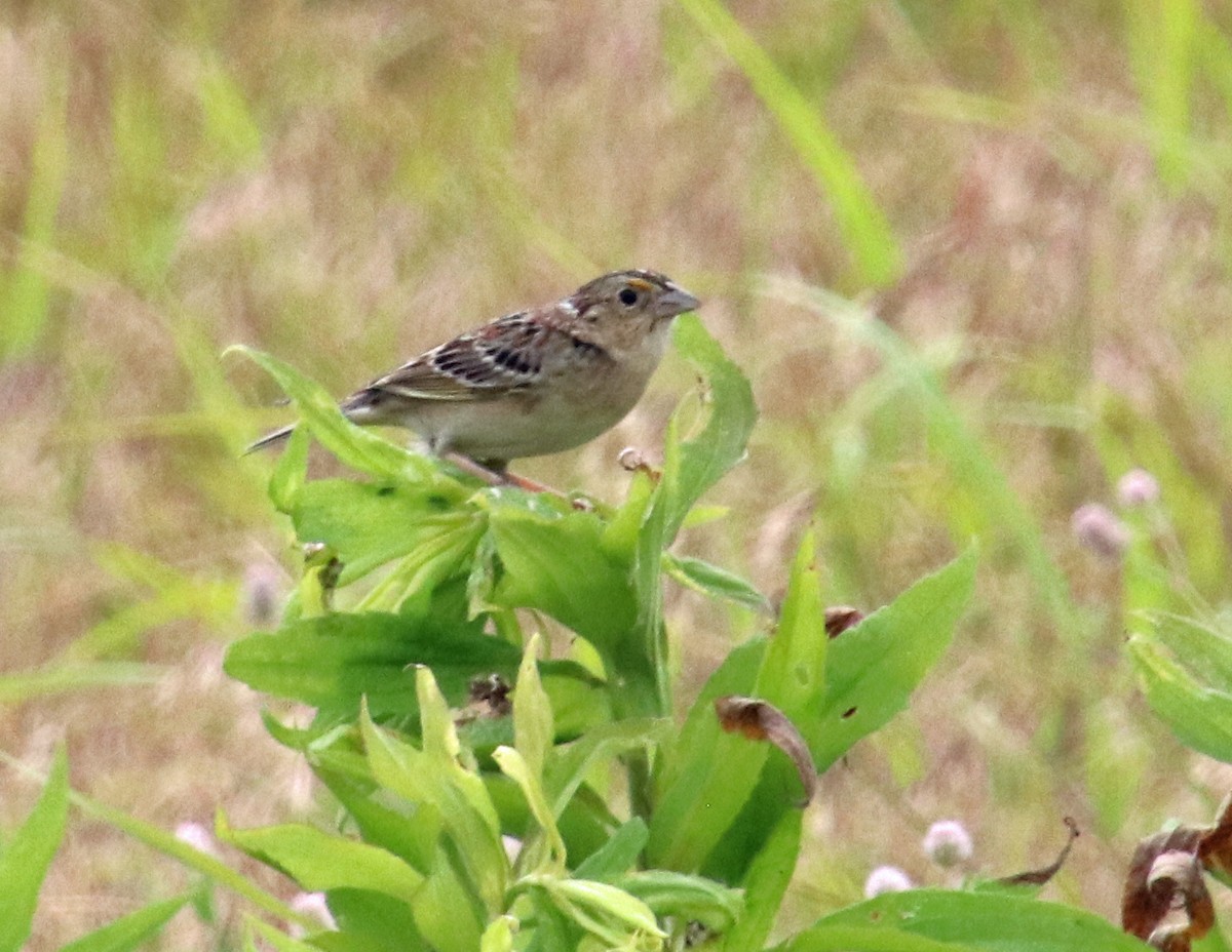 Grasshopper Sparrow - ML620114515