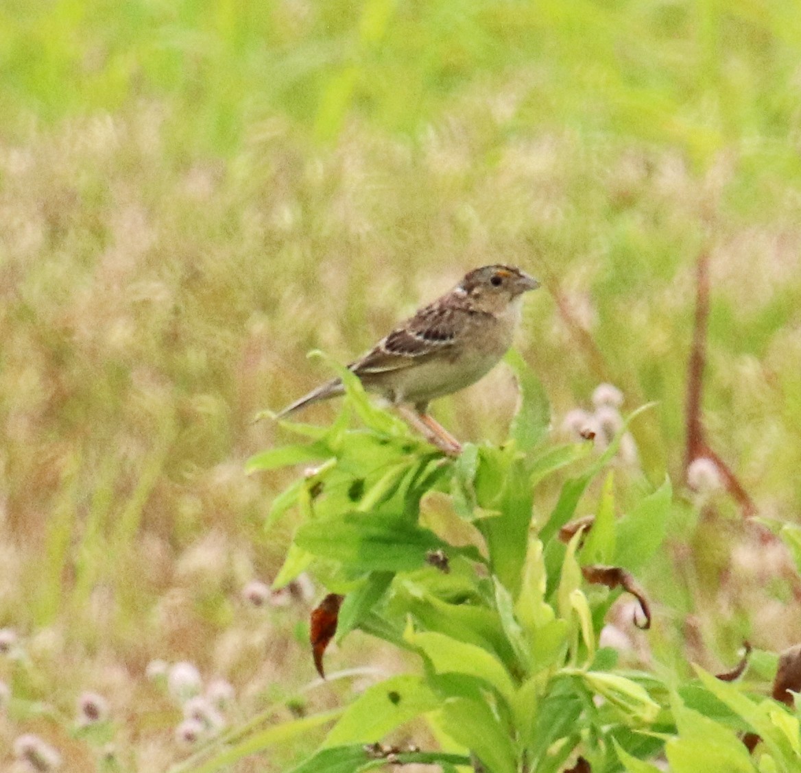 Grasshopper Sparrow - ML620114516