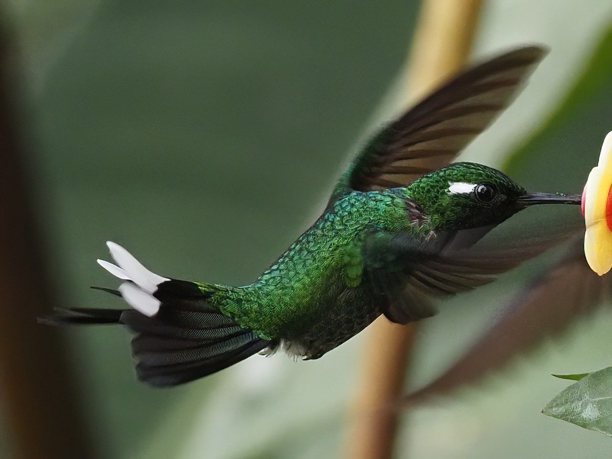 kolibřík skvrnoocasý - ML620114520