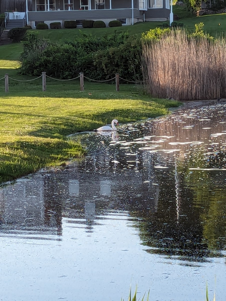 Mute Swan - ML620114521