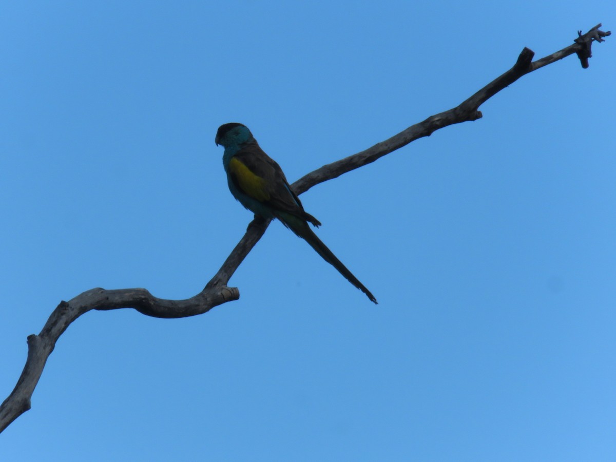 Sarı Kanatlı Papağan - ML620114527