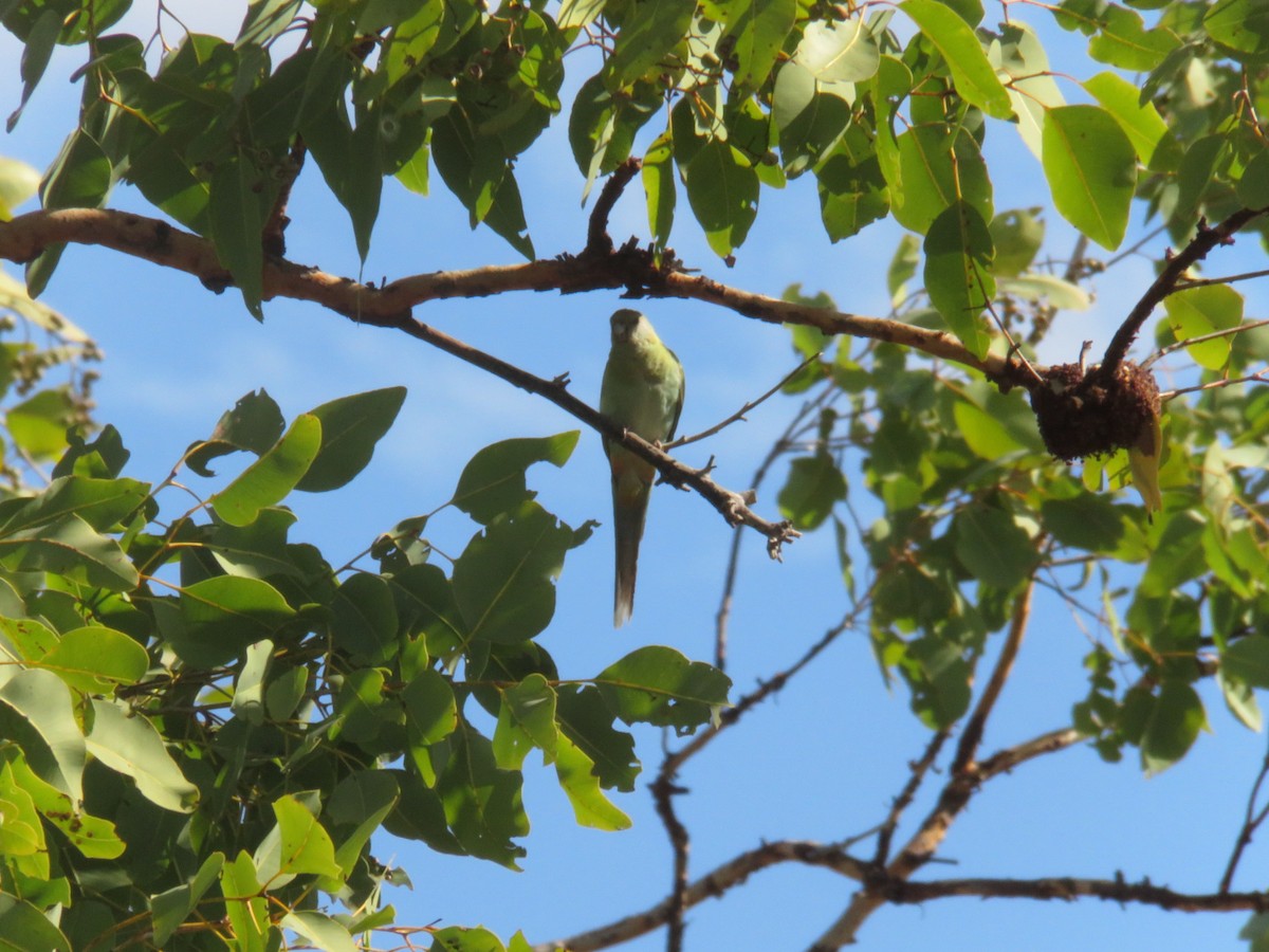 Капюшонный попугайчик - ML620114528