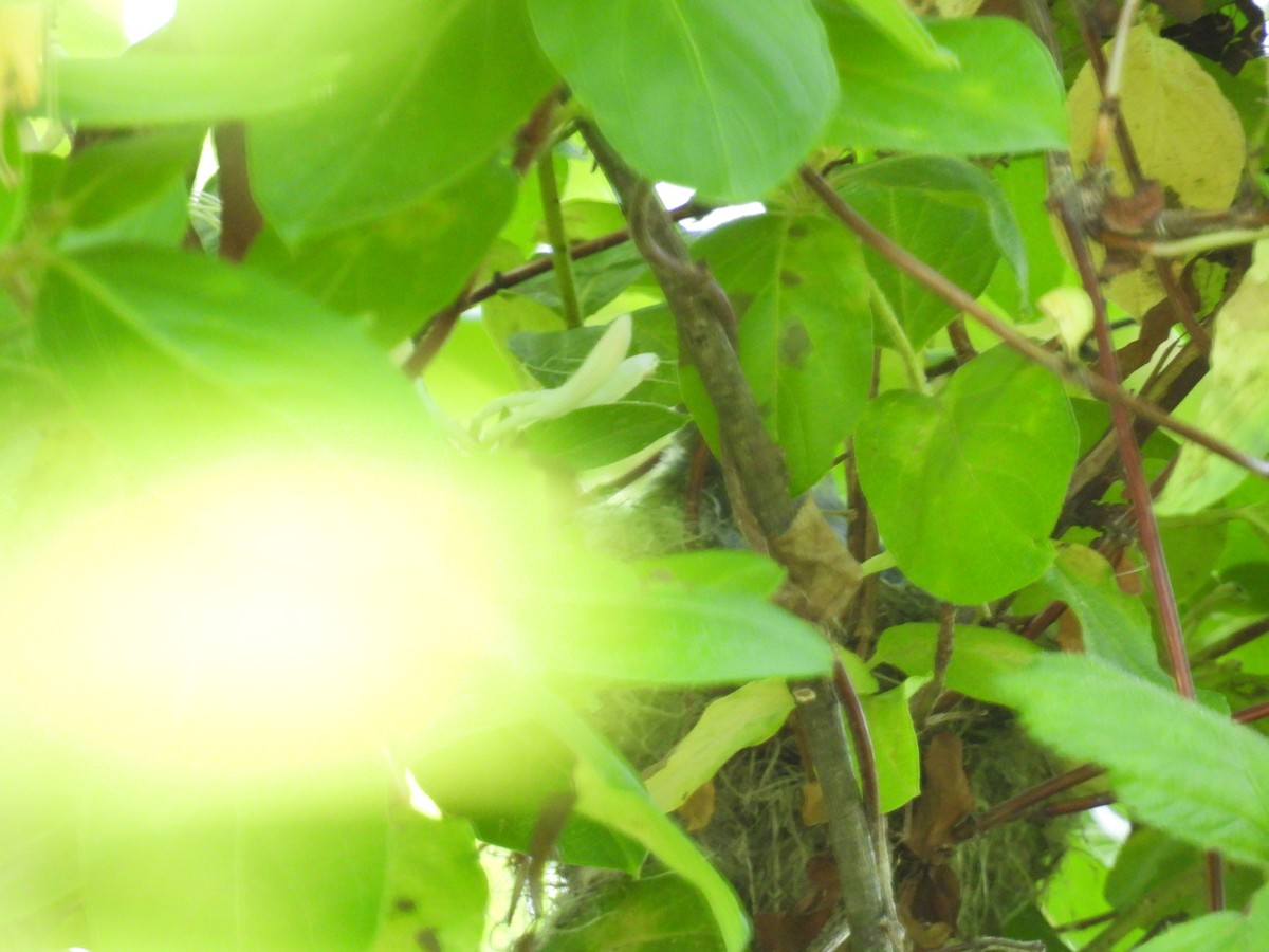 Yellow Warbler - ML620114530