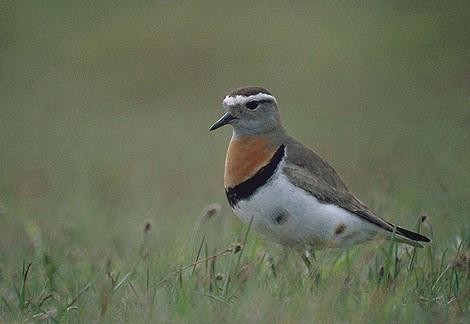 Rufous-chested Dotterel - ML620114539