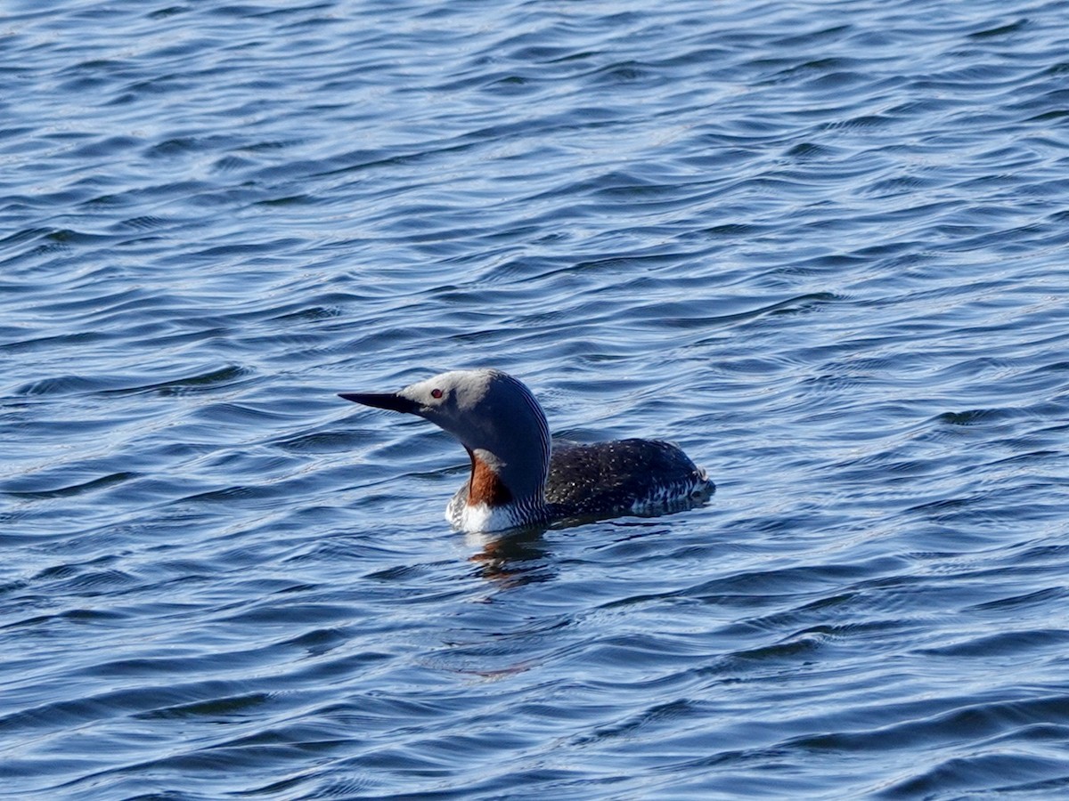 Red-throated Loon - ML620114540