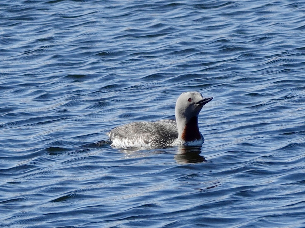Red-throated Loon - ML620114541