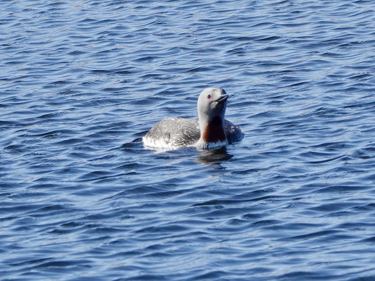 Red-throated Loon - ML620114542