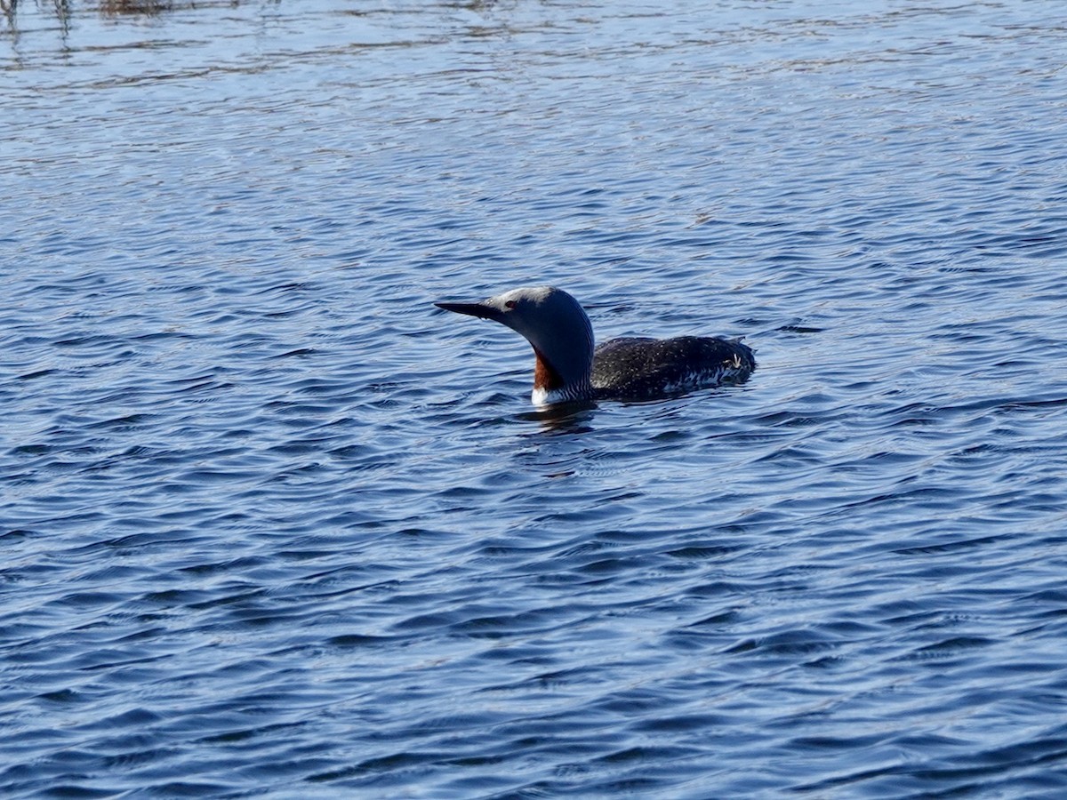 Red-throated Loon - ML620114543