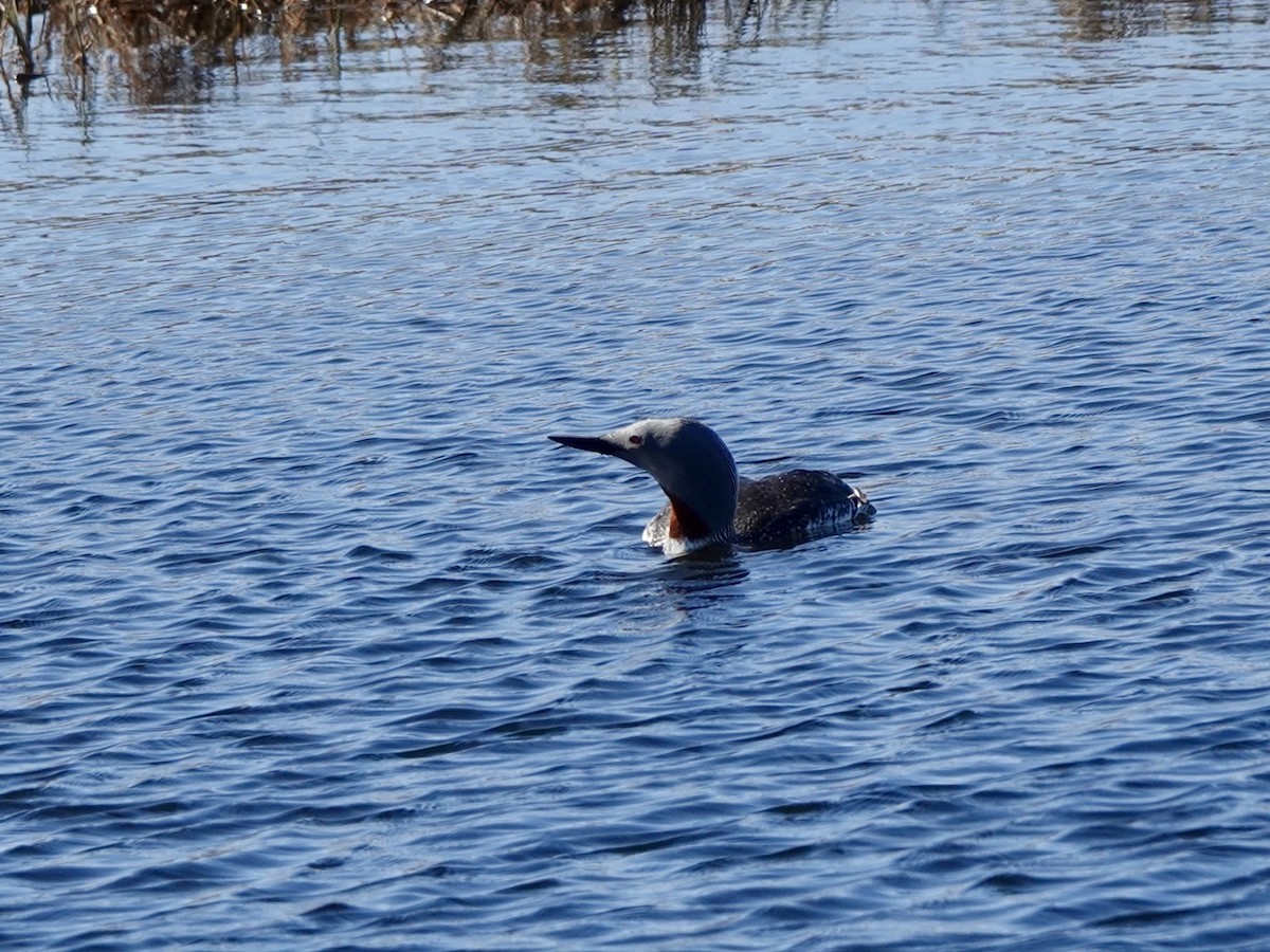 Red-throated Loon - ML620114544