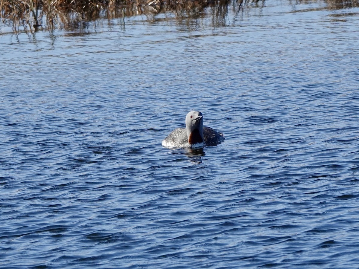 Red-throated Loon - ML620114545