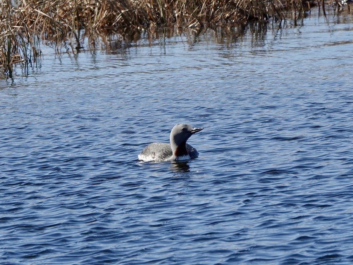 Red-throated Loon - ML620114546