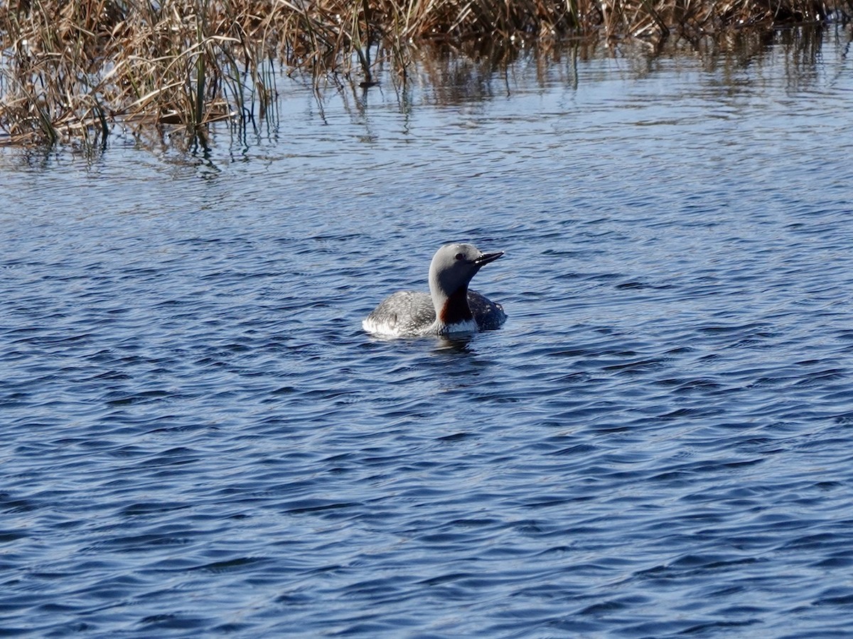 Red-throated Loon - ML620114547
