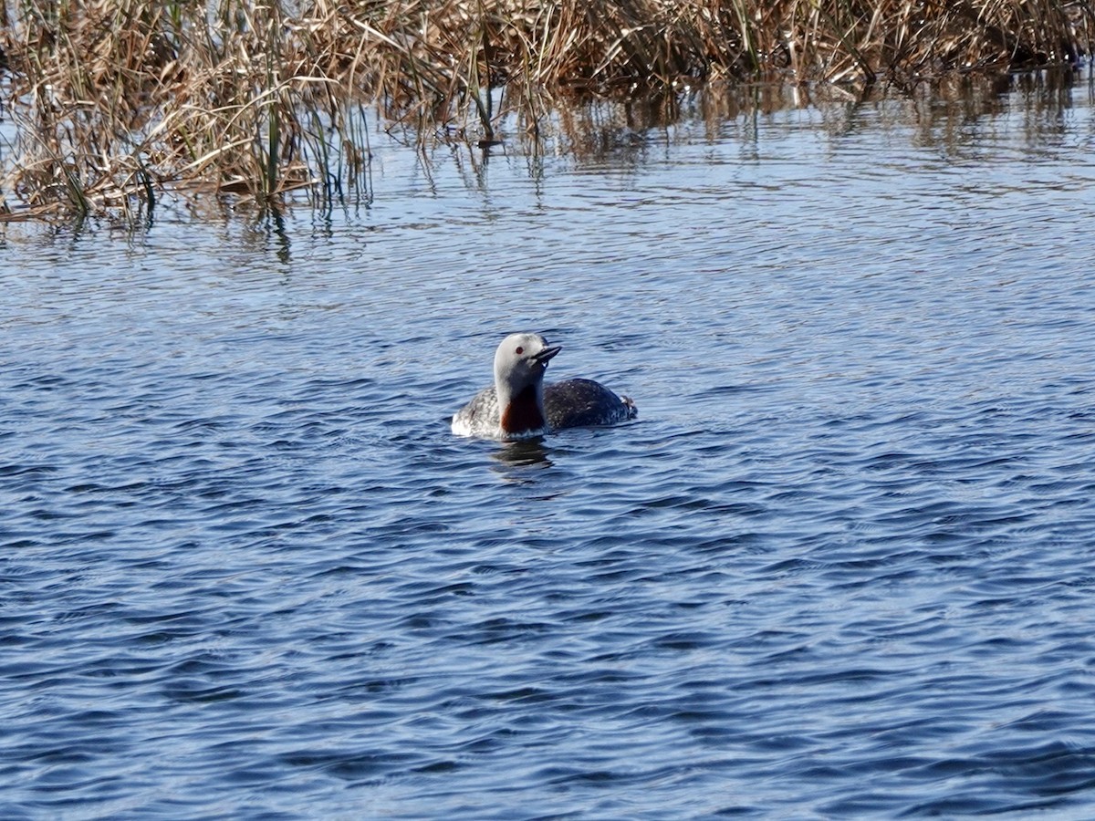 Red-throated Loon - ML620114548