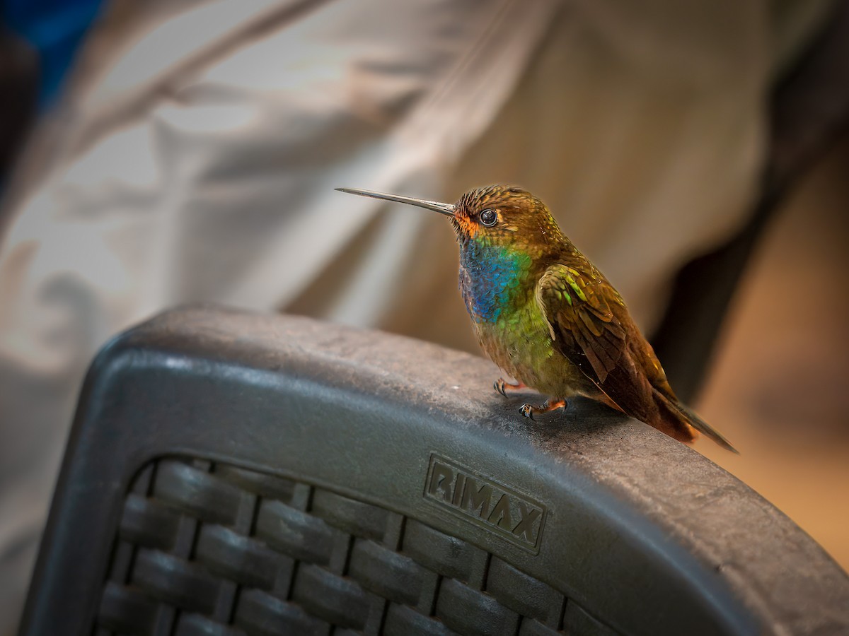 kolibřík irisový - ML620114554