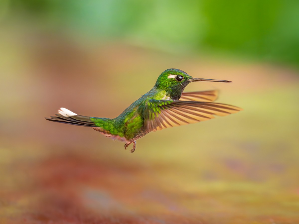 kolibřík skvrnoocasý - ML620114558