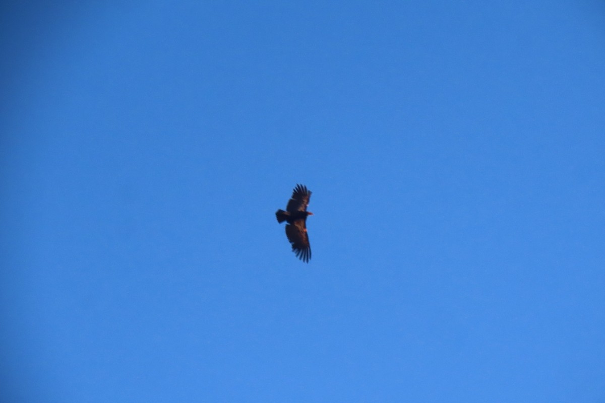 Condor de Californie - ML620114563